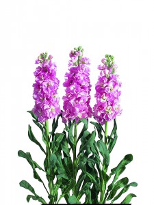 Matthiola Iron Pink