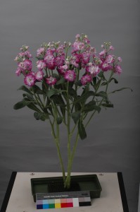 Matthiola Quartet Deep Pink Blush