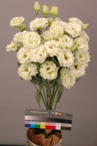 Lisianthus F1 Chaconne Green