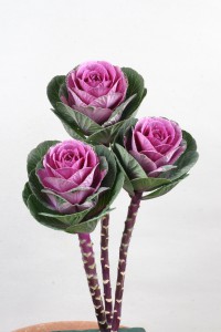 Brassica F1 Bright Rose