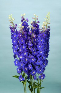 Delphinium F1 Ariel Blue