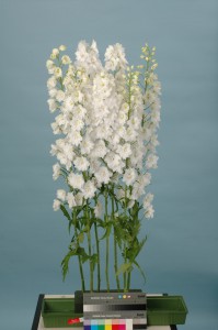 Delphinium F1_Ariel White