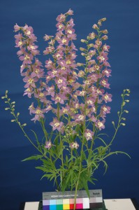 Delphinium Trick Pink