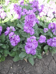 Matthiola Baby Blue