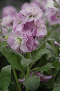 Matthiola Baby Light Blue Blush (UP)