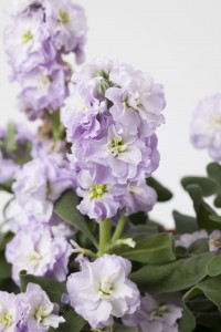 Matthiola Baby Marine