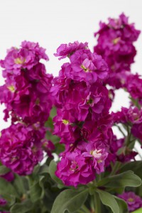 Matthiola Baby Rose