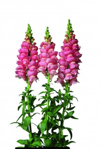 Antirrhinum majus F1 Fair Deep Pink