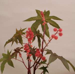 Ricinus communis Mizuma